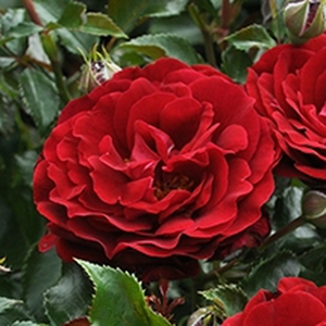 Draga™ - trandafiri - www.ioanarose.ro